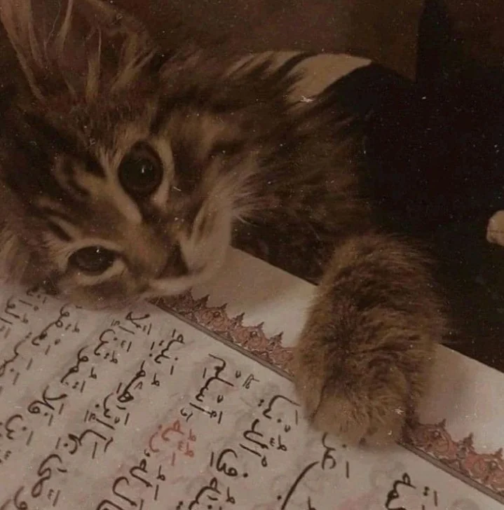 ايات